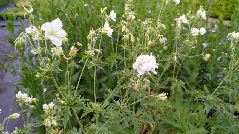 Geranium pratense 'Laura'